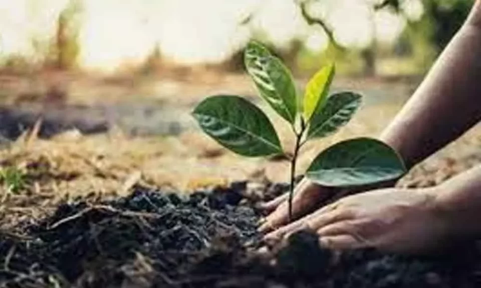 Tree Saplings