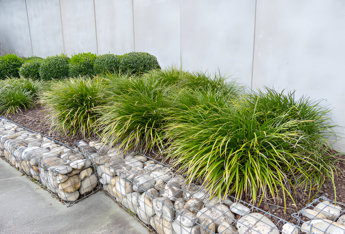 Plant Lomandra to Give a Modern Touch to Your Garden - Cygnification